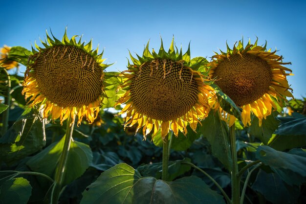 Sunflowers at the ripening stagewithered petals in the sunlight