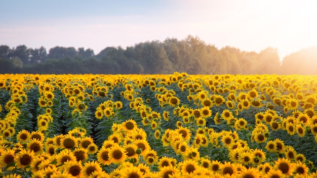 Sunflowers in rows with burning sun glow on the background