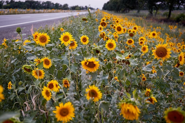 Sunflowers on the side of the road to the Donetsk region Ukraine