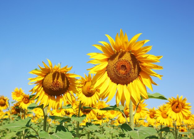 夏の畑のひまわり