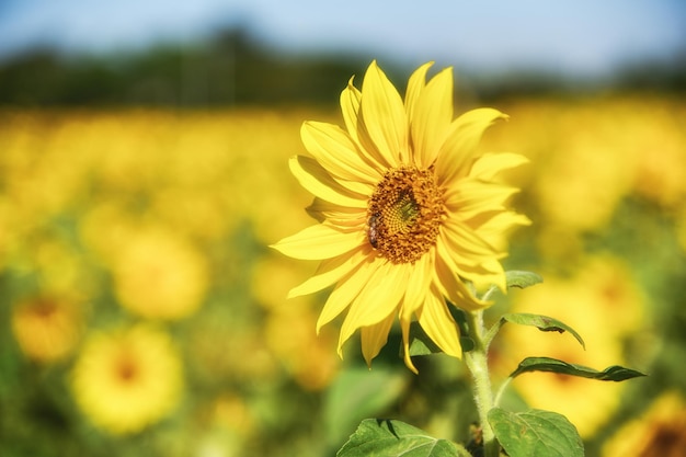 Sunflowers under the sun in sunny days in asian countries