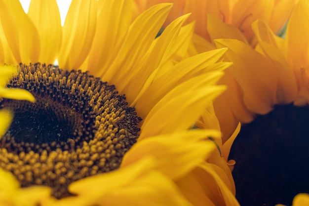 Sunflowers in the sun