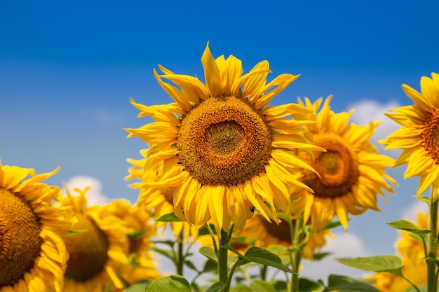 Sunflowers on a sunny day Beautiful sunflower field landscape of Ukraine