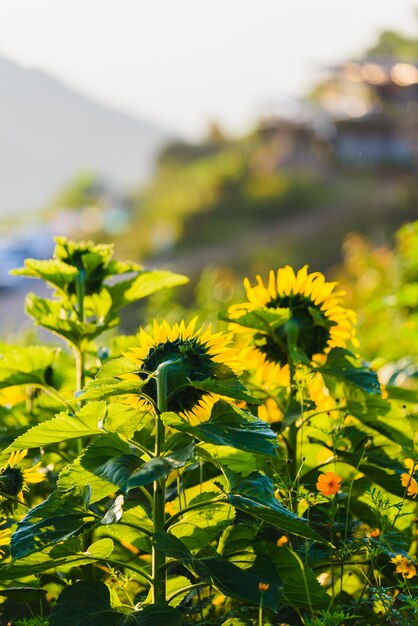 sunflowers sunrise in the morning