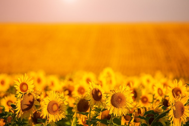 Sunflowers at sunset