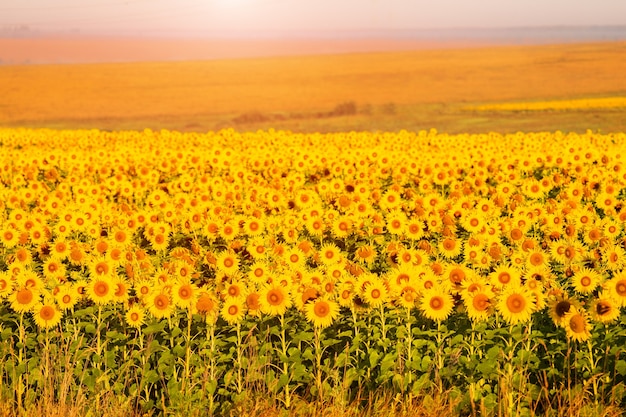 Sunflowers at sunset