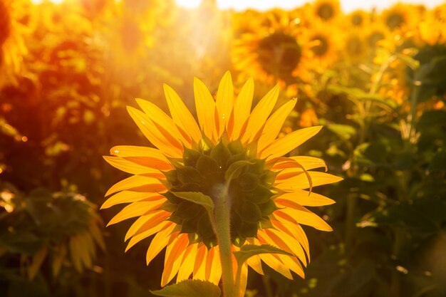 Sunflowers at sunset