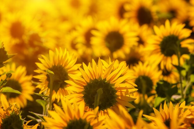 Sunflowers at sunset