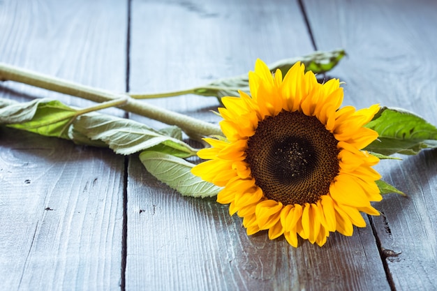 Sunflowers on table