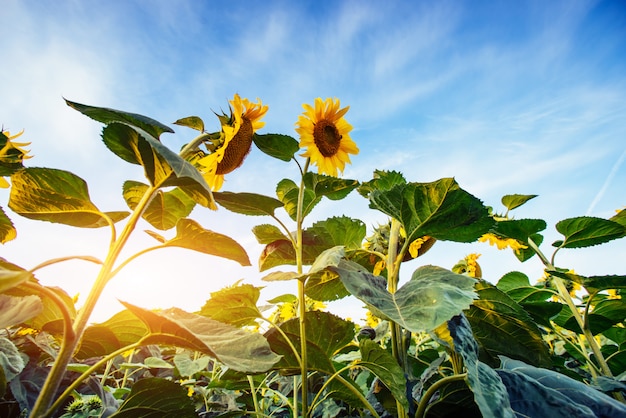 Sunflowers through the rays of the sun