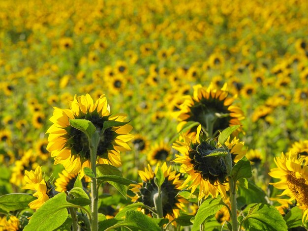 Sunflowers in westphalia