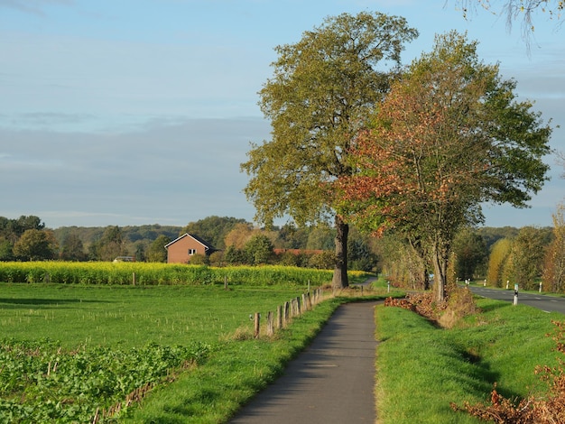 sunflowers in westphalia