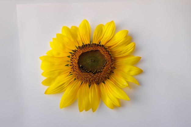 Sunflowers on white paper combine beauty with a cheerful atmosphere for the background