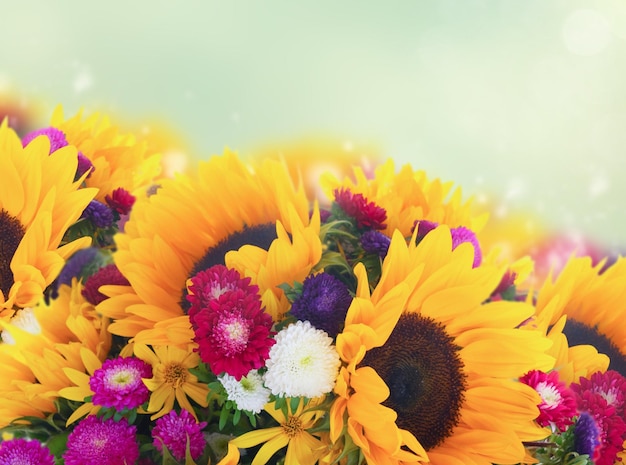 Sunflowers on white