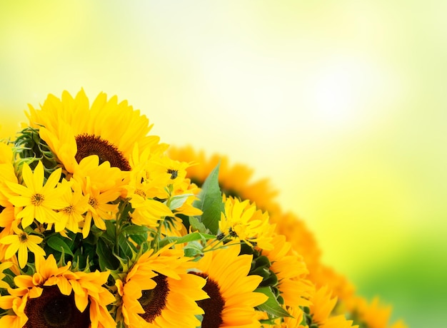 Sunflowers on white