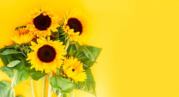 Sunflowers on white