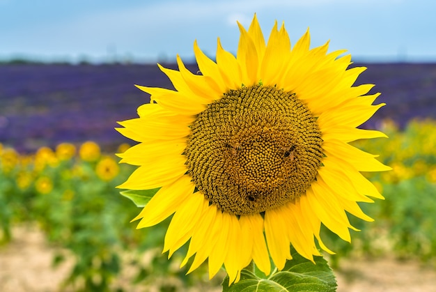 Girasoli con api in un campo della provenza - francia