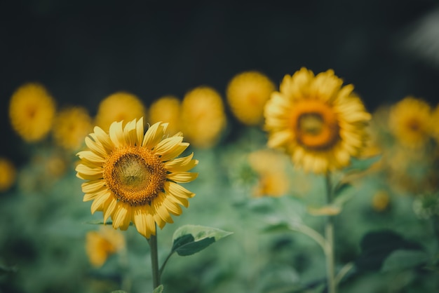 Girasoli con luce solare nel campo. focus sulla selezione. tono vintage