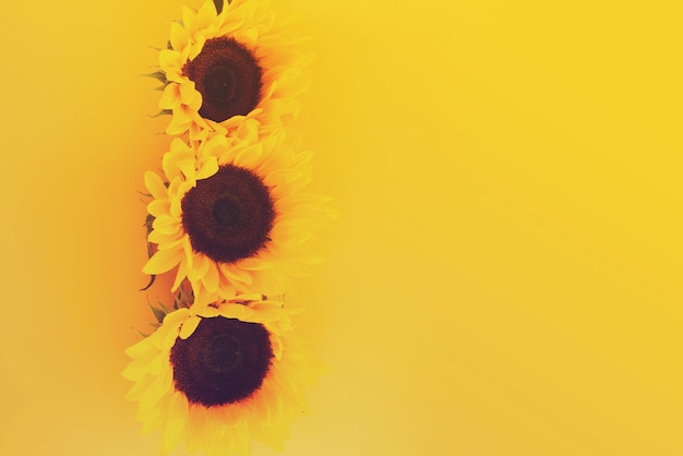 Sunflowers on yellow