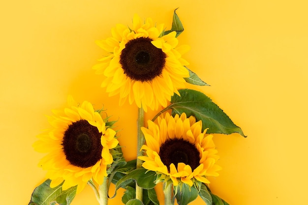Sunflowers on yellow