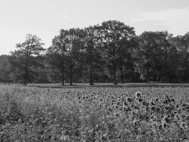 sunflowers