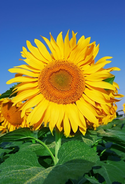 Sunflowers