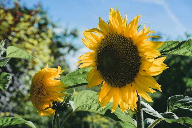 Sunflowers