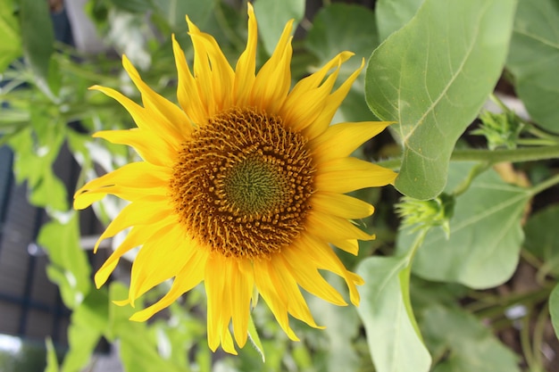 sunflowers