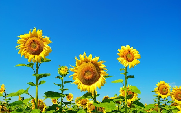 Sunflowers