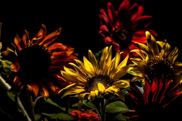 Sunflowers 