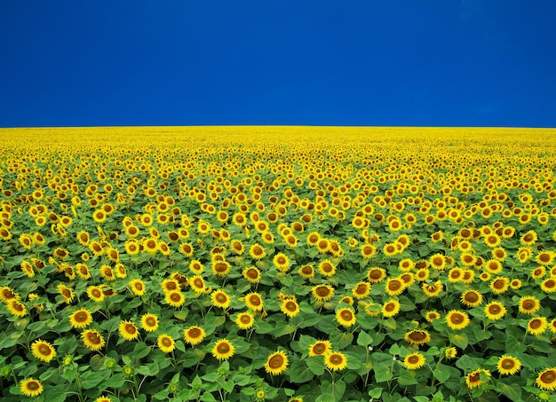 Sunflowers