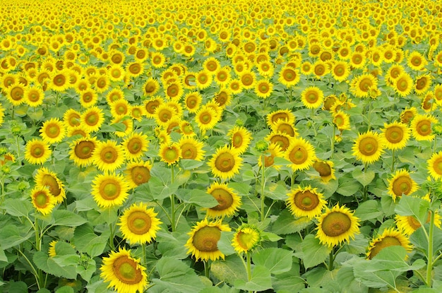 Sunflowers