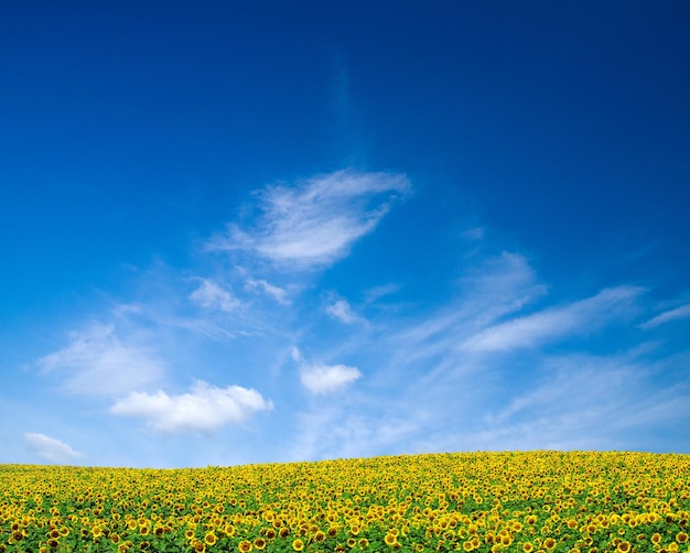 Sunflowers