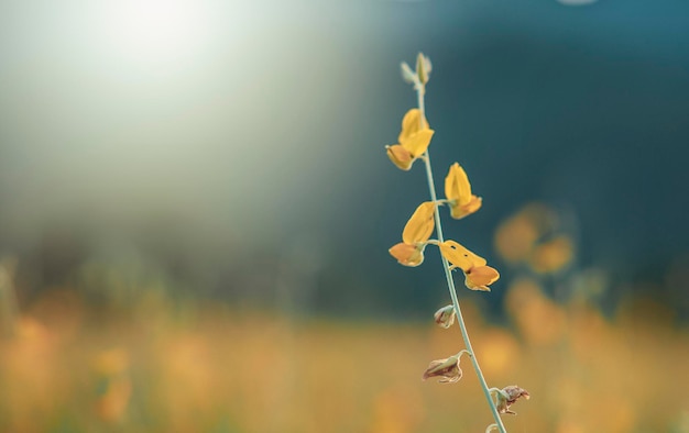 Sunhemp-bloemen in het veld Wazig en zachte focus van Sunhemp-veld met kopieerruimte en tekst