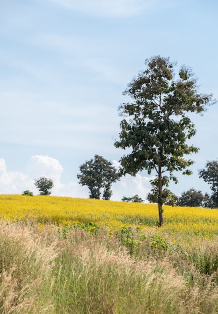 Sunhemp (Crotalaria juncea) veld op de heuvel.