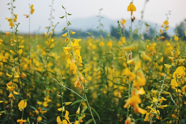 Sunhemp flower with  garden flowers and flowers