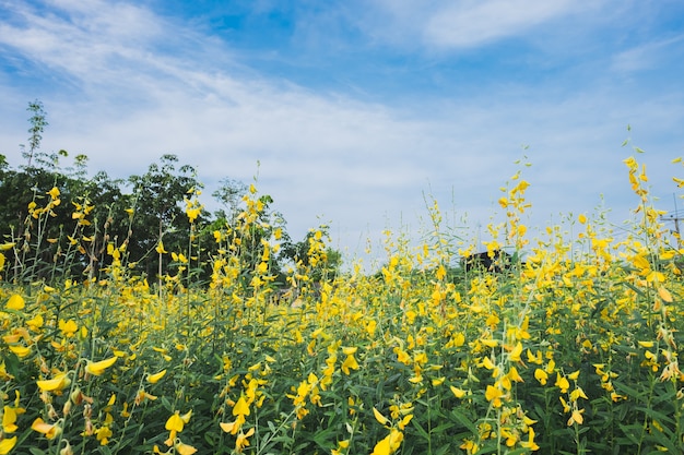 Foto fiori di sunhemp in campo. messa a fuoco vaga e molle del campo del sunhemp al giorno soleggiato.