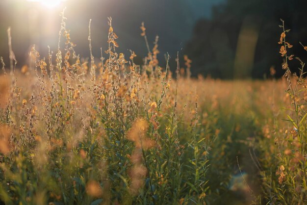 Цветы Sunhemp в поле Размытый и мягкий фокус поля Sunhemp с копировальным пространством и текстом