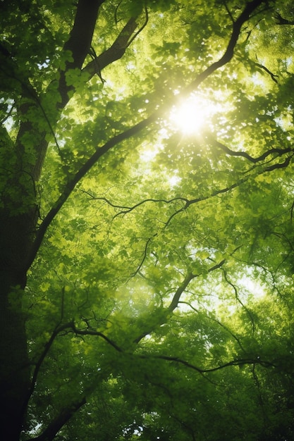日没した樹冠 葉を突き抜ける太陽光線が生い茂る緑の梢の眺め