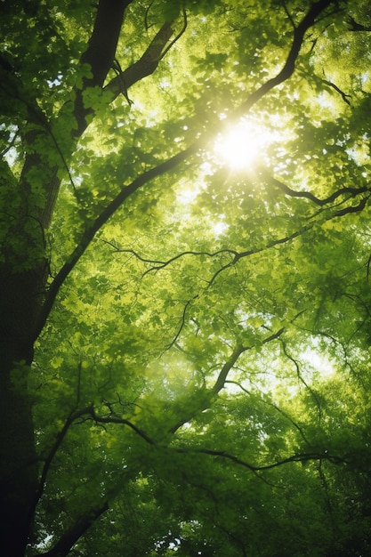 Sunkissed Canopy A view of lush green treetops with sun rays piercing through the leaves