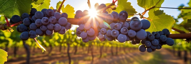 Sunkissed serenity vibrant grapes flourishing on a modern sunny plantation banner image