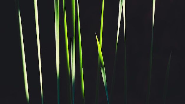 写真 暗い背景のクリーピング・バーヘッドの植物の表面の多くの緑の葉の茎に日光と影