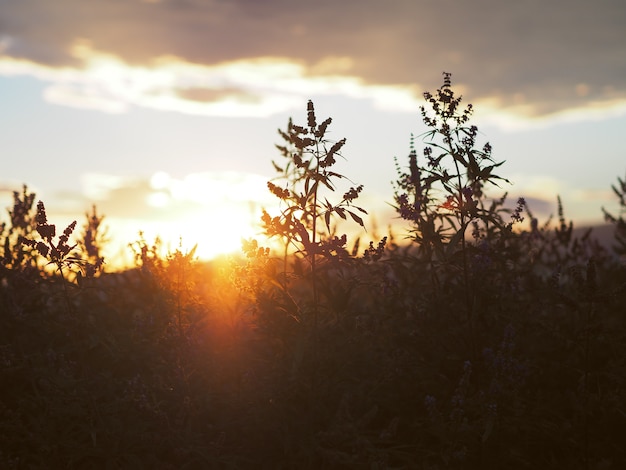 Luce solare ed erbe aromatiche nel parco.