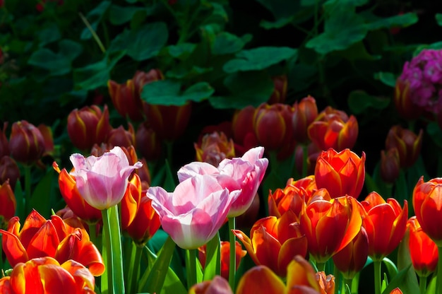 봄의 아름다운 튤립 정원 위로 햇빛 핑크 튤립 빨간 튤립 들판에서