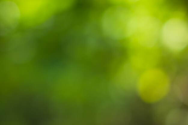 Sunlight bokeh the green leaves of trees natural blurred 