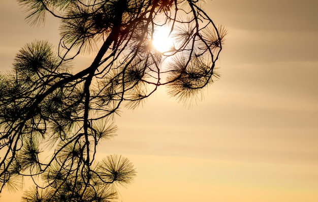 Sunlight behind the branch of pine tree in sunny day