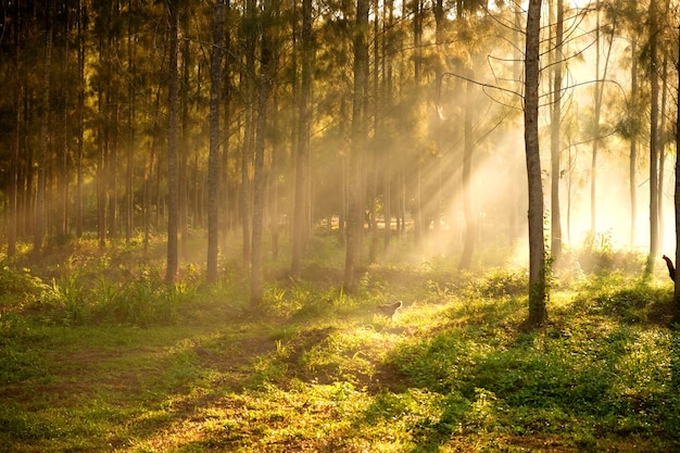 Luce del sole che irrompe tra gli alberi e i raggi di luce