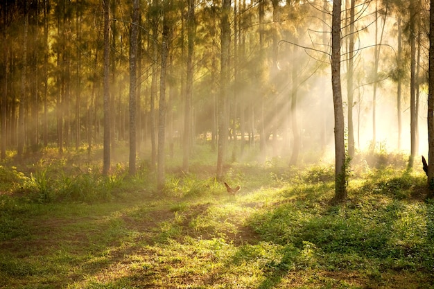 Foto luce del sole che irrompe tra gli alberi e i raggi di luce