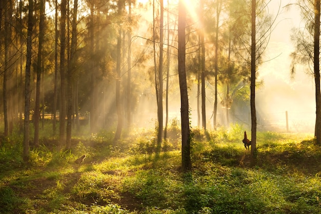 sunlight breaking through the trees and rays of light