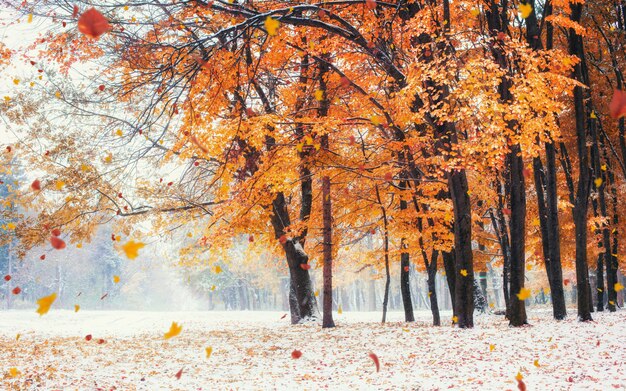 Sunlight breaks through the autumn leaves of the trees